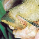 Sheep’s foot with 10-day-old healed coronary band lesion. Note under-running of horn tissue.