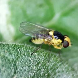 A small yellow-and-black fly on a leaf