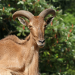 Thumbnail of Barbary sheep