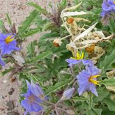 Silver-leaf nightshade