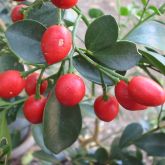 Red berries of the mock orange