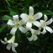 Mock orange flowers 