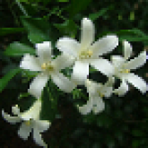 Mock orange flowers