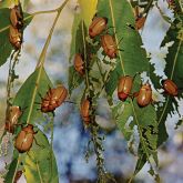 Christmas beetle damage to mature spotted gum leaves