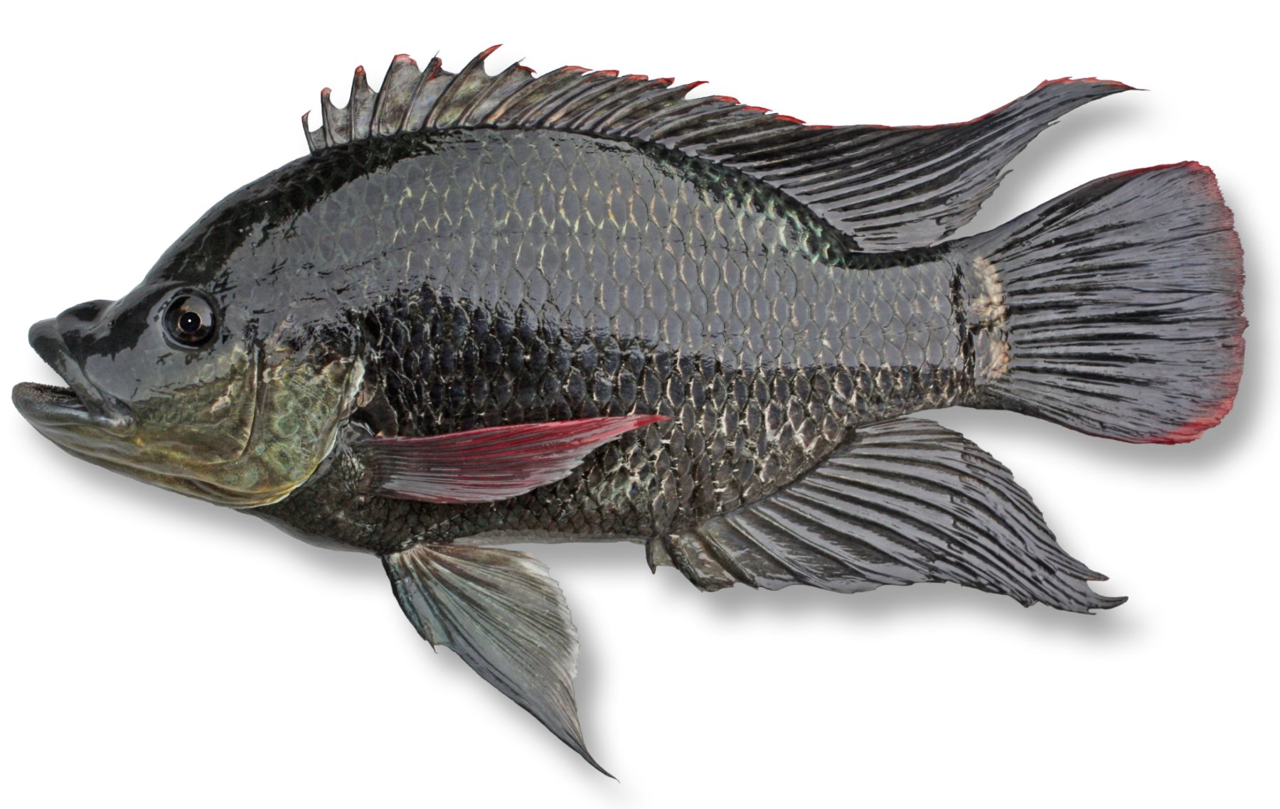 Qld Saltwater Fishing Regulations