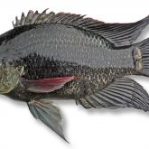 Tilapia Mozambique mouthbrooder: restricted noxious fish