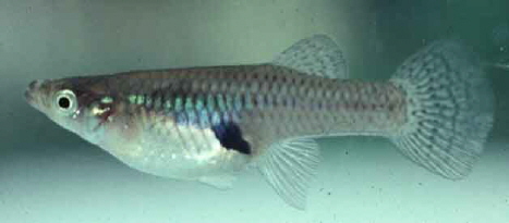 Female gambusia or mosquitofish