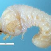 Lesser auger beetle larvae