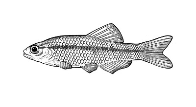 Illustration of a white cloud minnow