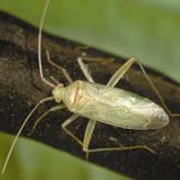 Slim green insect with long legs and antennae.