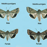 Adult helicoverpa moths