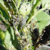 Large numbers of aphids infesting a faba bean plant on the stem and leaves