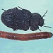 False wireworm adult and larvae 