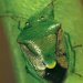 Green shield-shaped bug with brown wing covers. 