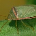 Thumbnail of Redbanded shield bug
