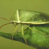 Green shield-shaped bug with off-white band across the shoulders and creamy yellow around the edge of the body