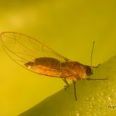 Adult African citrus psyllid