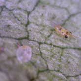 Tiny wasp with yellow body, clear wings and dark eyes