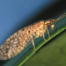 Thumbnail of Lacewings