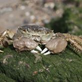 Chinese mitten crab shell about 8cm wide