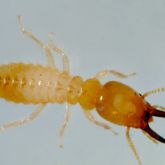 Close up image of termite. White/clear body, 6 legs, brown head with pinchers.