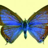 Blue butterfly with brown edges