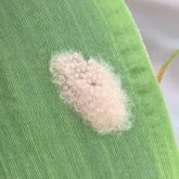 Furry egg mass on leaf