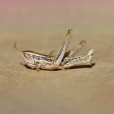 Native grasshopper