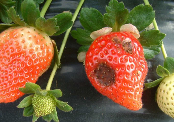 Red strawberries with dark, sunken spots