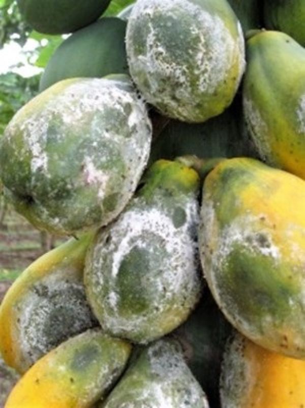 Symptoms of Phytophthora fruit rot of papaya