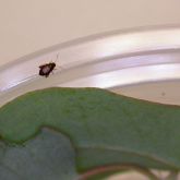 Adult flea beetle (<em>Chaetocnema</em> species) on petrie dish