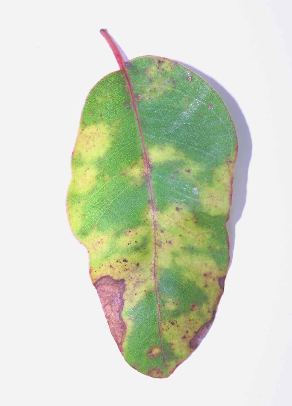 Pale green leaf spots of Teratosphaeria infection on eucalypt leaves turn yellow 