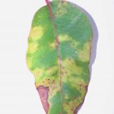 Pale green leaf spots of Teratosphaeria infection on eucalypt leaves turn yellow