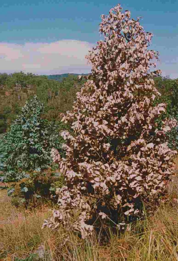 Shining gum (Eucalyptus nitens), killed by Armillaria species