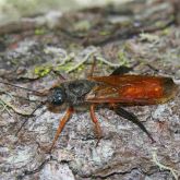 Adult male sirex wood wasp