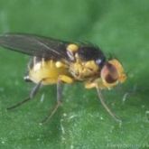 Adult vegetable leafminer on a leaf.