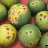 Citrus canker infected fruit