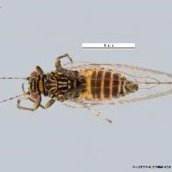 Adult tomato-potato psyllid