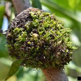 Leaf bud distortion caused by <em>Fusarium mexicanum</em>