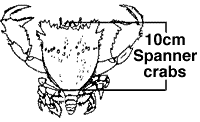 Spanner crab graphic showing 10cm minimum size limit
