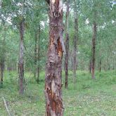 Large Endothia canker on <em>E. dunnii</em>, associated with wind damage; note the dead inner cambium and occlusion