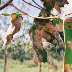 Leafblister sawfly damage to eucalypt leaves