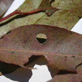 Red-brown discolouration of the leaf with black faeces on leaf surface