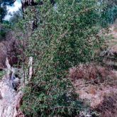 African boxthorn plant form close-up