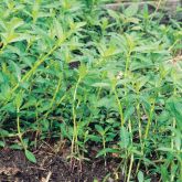 Alligator weed plant form