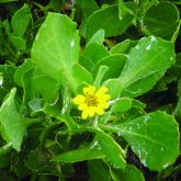 Bitou bush leaves and flower