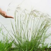 Chilean needle grass plant form