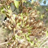 Siam weed seeds close-up