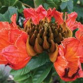 African tulip tree flowers