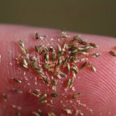 Giant rat's tail grass seeds